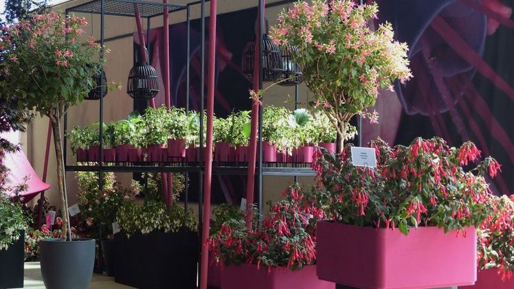 Impressionen der 14. Hallenschau der BUGA Mannheim 2023: „Alexa, wie macht der Fuchs?" - Schau der Deutschen Fuchsien-Gesellschaft. Bild: © Deutsche Bundesgartenschau-Gesellschaft.