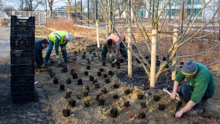 Die Pflanztrupps im Einsatz auf dem Gelände der Bayerischen Landesgartenschau Kirchheim 2024. Bild: Lea Rochus/Kirchheim 2024 GmbH.