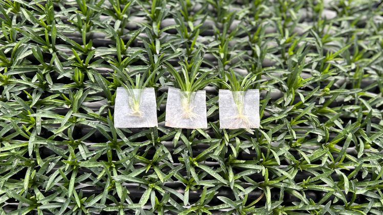 Neben dem Patentschutz hat sich Selecta one auch in mehreren internationalen Märkten Designrechte für die Erscheinungsform der Papiertaschen gesichert. Bild: Selecta one.