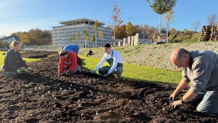 Oberbürgermeister Michael Dambacher und ein Team von ehrenamtlichen Helfern bepflanzen das Substrat der Wechselflore. Bild: LGS Ellwangen GmbH.