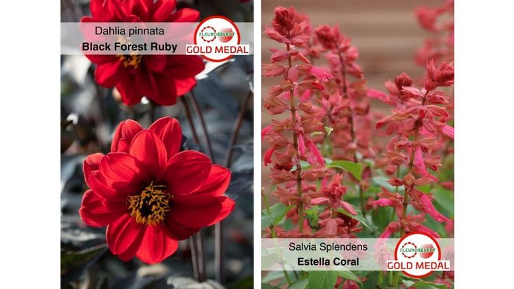 Die Goldmedaillengewinner Dahlia pinnata 'Black Forest Ruby' und Salvia splendens 'Estella Coral'. Bilder: Fleuroselect. 