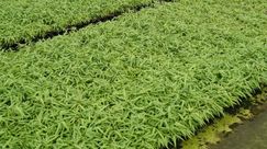 Hauptkultur in großer Stückzahl: Fargesia. Bild: GABOT.