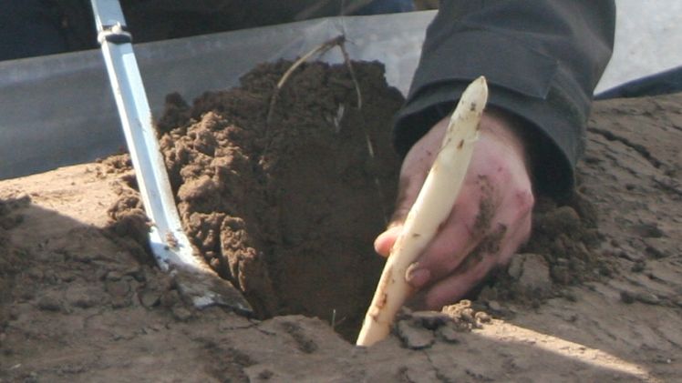 Spargelanstich. Symbolbild: GABOT.