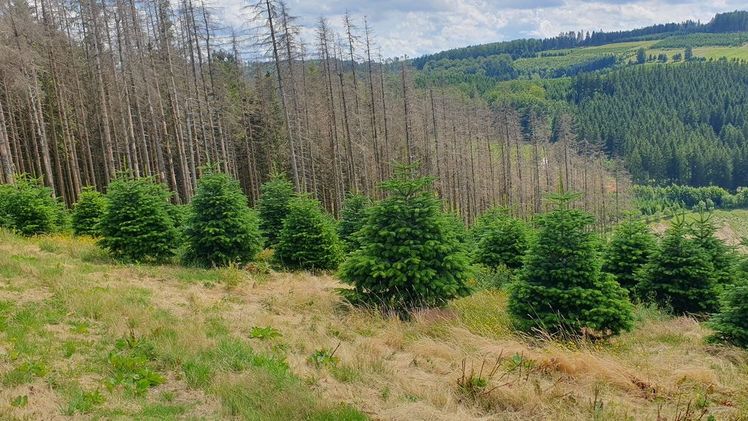 IGW-Vorsitzende Peter Geiß (Peiting, Oberbayern) und eine gesunde, etwa 13-jährige Weihnachtsbaumkultur vor einem Fichtenbestand, der infolge Trockenheit komplett abgestorben ist. Bild: Michael Cordes.