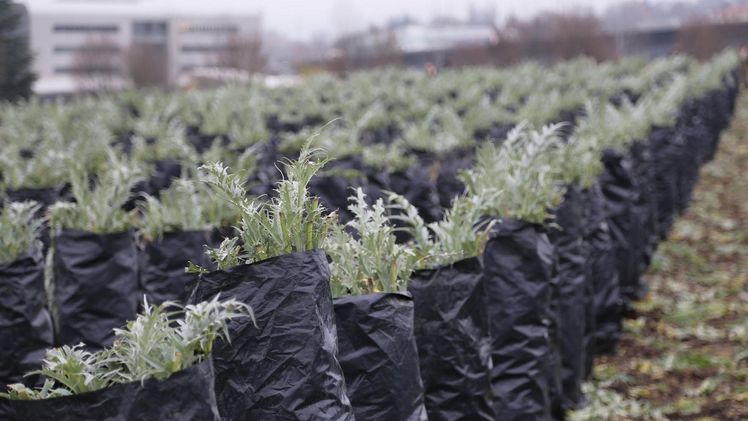 Der in Kardy enthaltene Bitterstoff Cynarin wirkt verdauungsfördernd. Bild: lid.