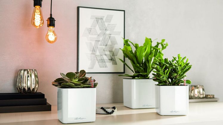 Pflanzgefäße wie der elegante CUBE Glossy mit kleinen Sukkulenten wirken in Gruppen besonders ansprechend. Bild: LECHUZA.