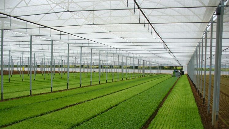 Prisma® optimiert die Streuung der Belichtung und gewährleistet gleichzeitig die Temperaturkontrolle für Hightech-Gewächshäuser. Bild: Arrigoni.