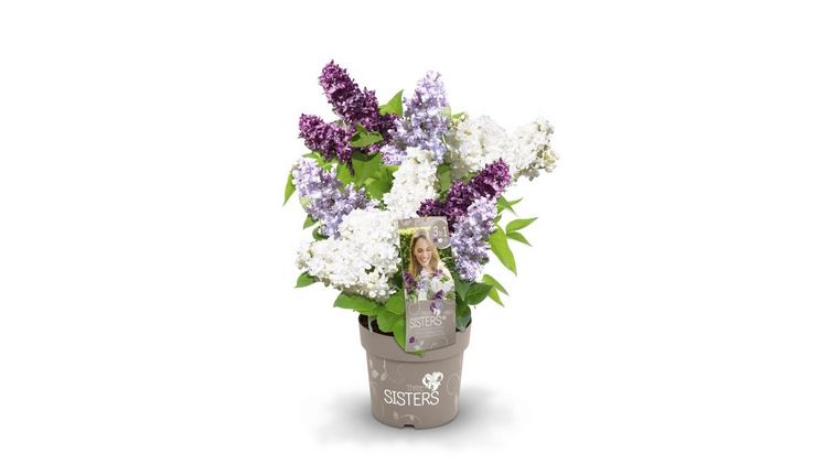 Syringa nun als Three Sisters Fliederstrauß. Bild: Heinje.