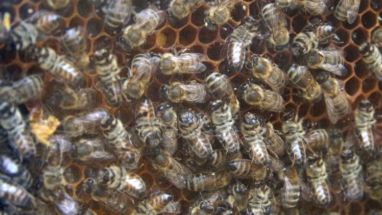Zum Schutz der Honigbiene hat das Bundesamt für Verbraucherschutz und Lebensmittelsicherheit (BVL) die Ausbringung bestimmter insektizider und fungizider Pflanzenschutzmittel in Tankmischungen geregelt. Bild: GABOT.