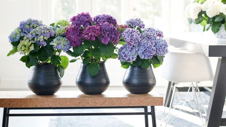  Hortensie, Zimmerpflanze des Monats April.