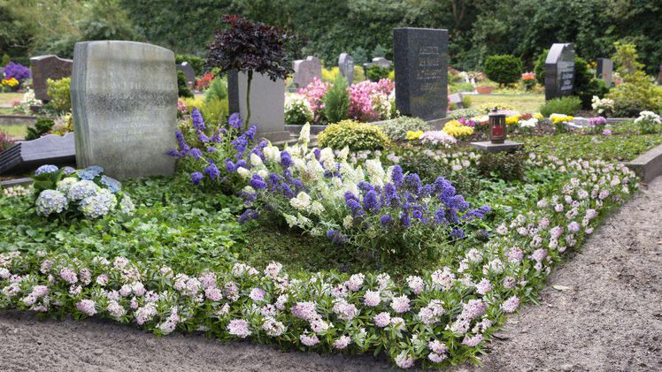 Bloombux: Wie blühender Buchsbaum | Gabot.de