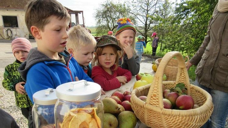 Die Kinder erleben das Streuobst mit allen Sinnen Bild: LfL