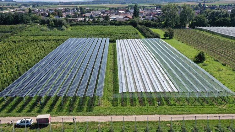 Agri-PV-Forschungsanlage für Äpfel in Gelsdorf in Rheinland-Pfalz. Bild: Fraunhofer-Institut für Solare Energiesysteme ISE.