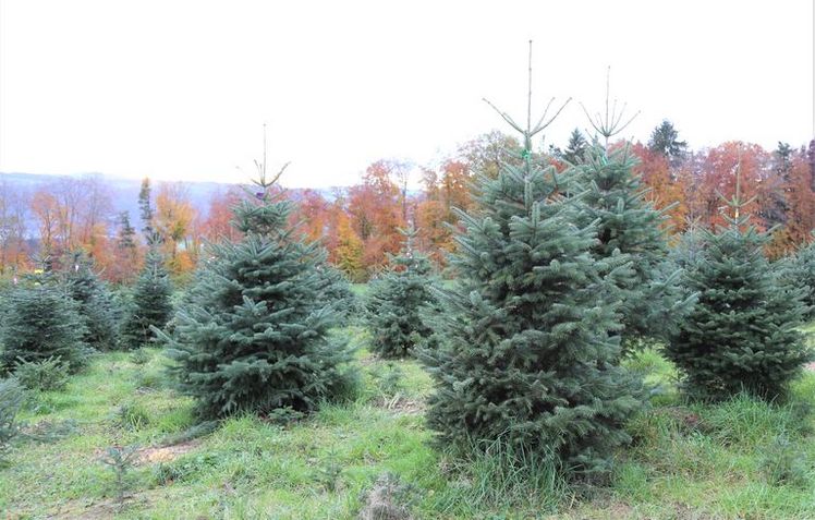 Christbäume aus Schweizer Produktion sind an ihrer farbigen Banderolle und der Aufschrift "IG Suisse Christbaum" leicht erkennbar. Bild: Rahel Joss/ mg.