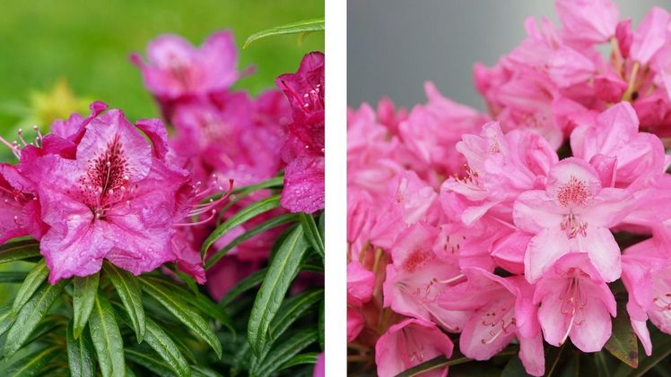 Der Vergleich bringt die Unterschiede der Grazeasy® und der Rhododendron ponticum 'Graziella' hervor. Bild: INKARHO.