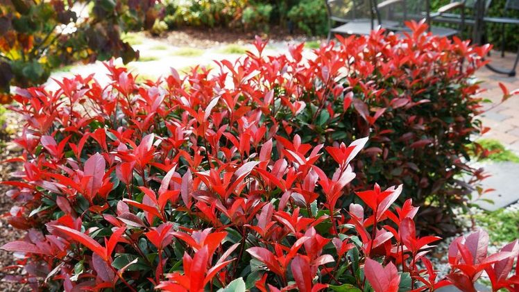 Devil’s Dream® als Hecke. Bild: Behrens Pflanzen.