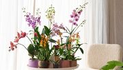 Orchideen stellen wenig Ansprüche und kommen auch ohne viel Pflege leicht erneut zur Blüte und erfreut dann über Wochen und sogar Monate. Bild: Orchidsinfo.