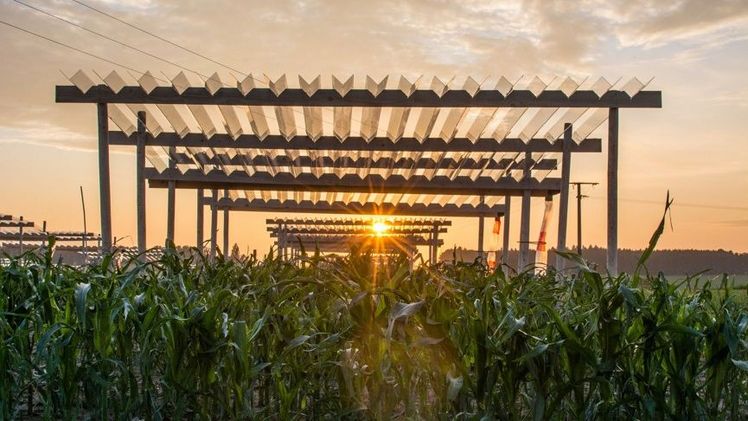 Maispflanzen auf einer Anbaufläche. Bild: UBT/N. Tyborski.