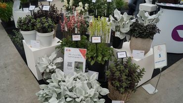 Impressionen von der Garden Trials and Trade 2019 in Hazerswoude-Dorp. Bild: GABOT. 
