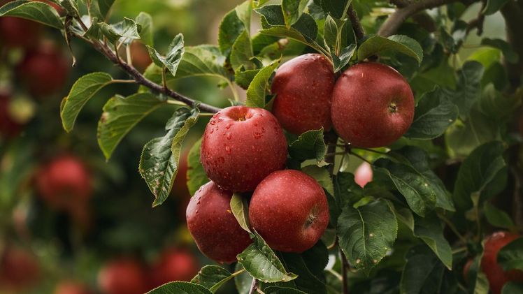 Der neue Apfel von ALDI SÜD. Bild: ©ALDI SÜD. 