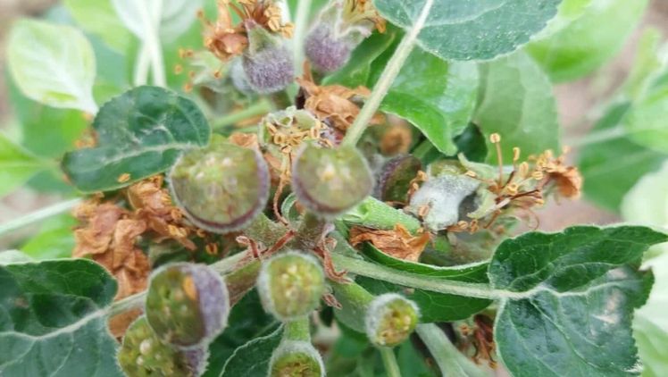 Frostschaden an Apfel. Bild: Österreichische Hagelversicherung.