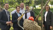 v. l. Jonathan Grunwald MdL, NRW-Landwirtschaftsministerin Silke Gorißen, Christoph Dirksen, Bürgermeister Schnieber und Christin Haack neben einem bereits gerodeten und versandfertigen Baum. Bild: Landesverband Gartenbau NRW.