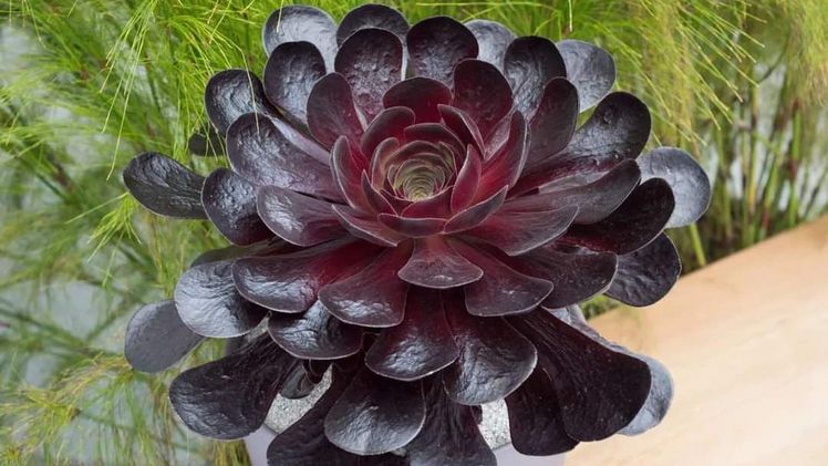 Die "Pflanze des Jahres 2022" der Chelsea Flower Show: Surreal Semponium® 'Destiny'. Bild: Plantipp B.V.
