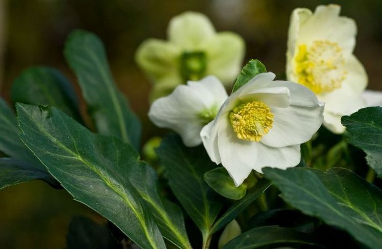 Christrosen. Bild: GMH/BVE. 