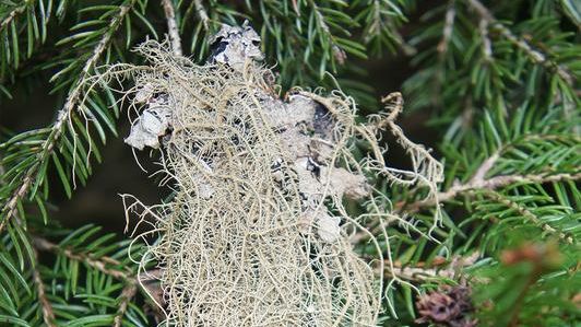Gewöhnliche Bartflechte (Usnea dasopoga) aus den Bayerischen Alpen. Bild: A. Beck, SNSB-BSM.