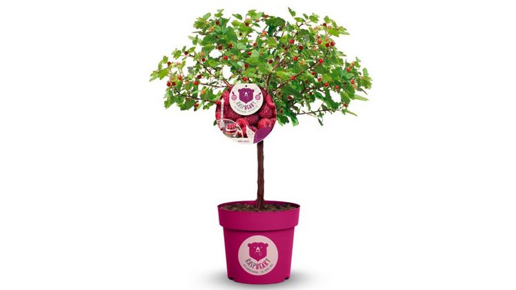 Rubus idaeus 'Raspbeary': Bewährter Himbeerbaum trifft aktuelle Garten-Trends. Bild: Raspbeary.