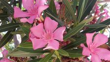 Oleander zeigt sich mit seinen langen, schmalen Blättern und den üppigen Blütenständen in Weiß, Rosa, Rot oder Apricot. Bild: GABOT.