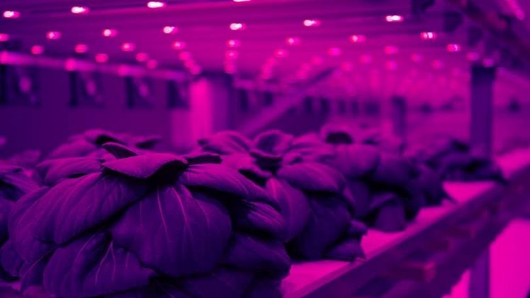 In einer auf dem Wolf-Areal in Basel gelegenen Halle entsteht zurzeit  die schweizweit erste "Robotic Vertical Farm". Bild: Migros.