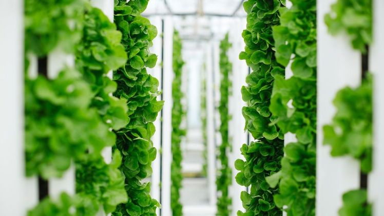 Ein neues Startup von Bayer und Temasek wird innovatives Gemüsesaatgut entwickeln und hat sich zum Ziel gesetzt, im Vertical Farming (dt. vertikale Landwirtschaft) neue Maßstäbe bei Qualität, Effizienz und Nachhaltigkeit zu setzen. Bild: Bayer.