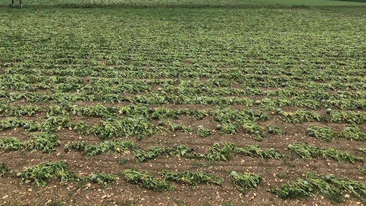 Hagel an Kürbis in Hürth (Stmk) am 14.7.2021. Bild: Österreichische Hagelversicherung.