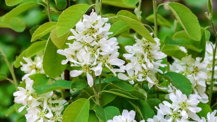 Amelanchier alnifolia 'Obelisk'. Bild: Ehlers Baumschulpflanzen. 