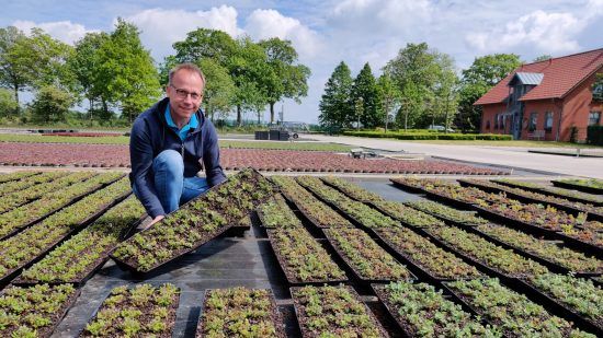 Das wächst am Niederrhein: Thomas Viehweg vermehrt in seinem Familienbetrieb in Issum Mauerpfeffer-Arten (Sedum) in Kassetten für eine kinderleichte Dachbegrünung. Bild: GMH/LV NRW.