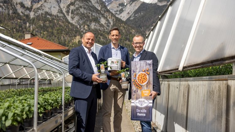 V.l.: LH-Stv. Josef Geisler, Clemens Mair (GF-Stv. AMTirol) und Michael Jäger (Obm. Tiroler Gärtner) freuen sich das diesjährige Gemüse des Jahres "Die süße Hanna" vorzustellen. Bild: © AMTirol/ Thomas Steinlechner.