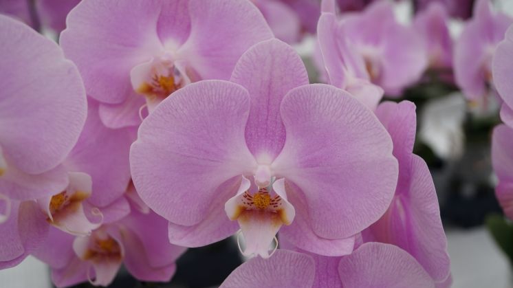 In Dänemark heißt es bald Cannabis statt Orchideen. Bild: GABOT.