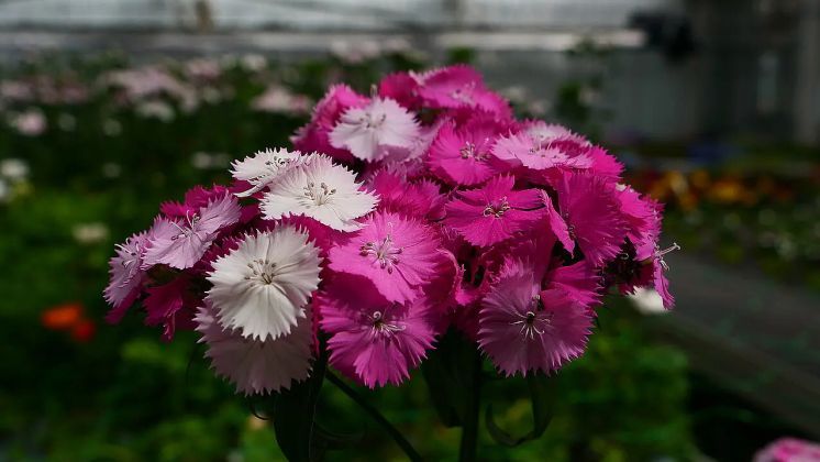 Hydroponische Kultur von Dianthus barbatus (Bartnelke). Bild: © HSWT.