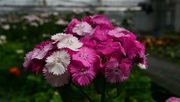 Hydroponische Kultur von Dianthus barbatus (Bartnelke). Bild: © HSWT.