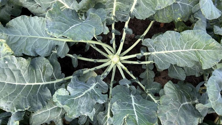 Ein Großteil der Pflanze verbleibt bisher ungenutzt auf dem Feld. Bild: Hannah Ovelhey, Hochschule Osnabrück.