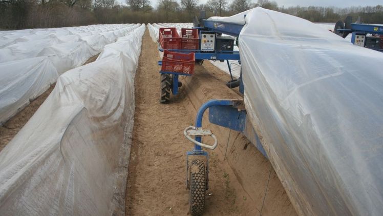 Maschinelle Spargelernte. Bild: GABOT.