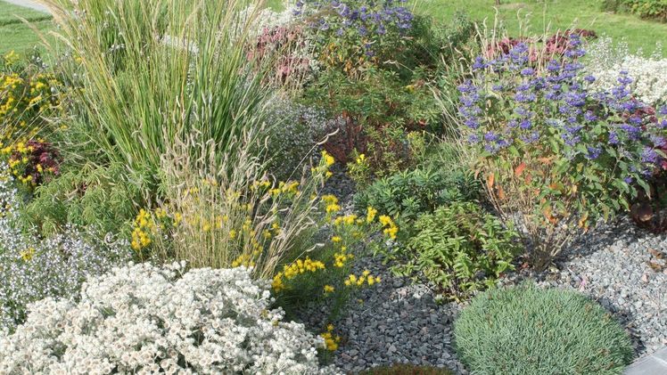 Diese Pflanzung zeigt ein wünschenswertes Wuchsverhalten in einer Staudenmischung. Bild: Arno Panitz.