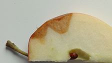 Fruchtfäule durch Vorernte-Apple Bitter Rot an einem Querschnitt eines Apfels. Bild: © Laimburg Research Centre/e.rizzolli.
