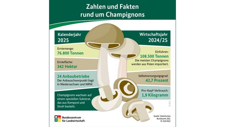 Zahlen und Fakten über Champignons. Grafik: © BLE.