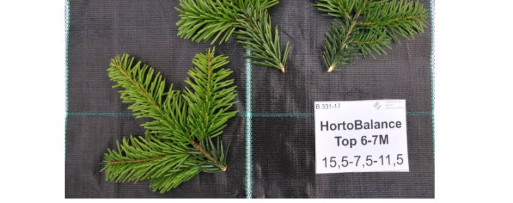 Zum Vergleich Nadeln einer Nordmanntanne, die keine Blattdüngung erhalten hat. Die Grünfärbung der Nadeln ist weniger intensiv. Bild: Hauert.