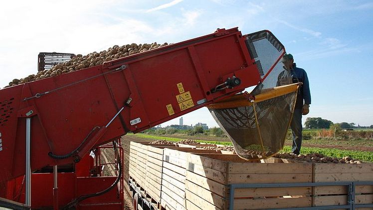 Kartoffeln - Regional vor billig. Bild: Andrea Hornfischer.