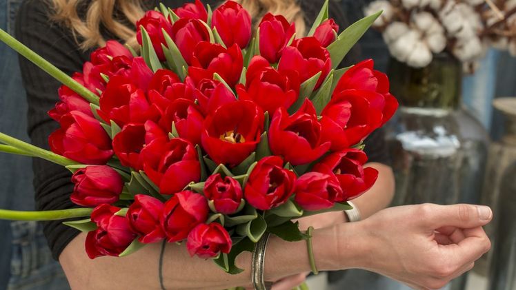 'Heartbreaker' ist der Name dieser leuchtend roten Tulpensorte. Für den Valentinstags ist das genau die richtige Wahl. Bild: TulpenZeit.