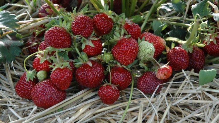 Reiche Ernte auf kleinem Raum: Die aromatischsten Erdbeeren kann pflücken, wer die „Lilly Waldberry“ in den eigenen Garten holt. Bild: Hummi Erdbeeren. 