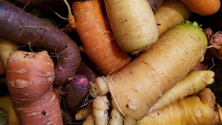 Ein vielfältiges Bündnis nimmt den Internationaler Tag des Artenschutzes zum Anlass, mit der Gründung eines Vereins ein Zeichen gegen den Trend zu setzen und gemeinschaftlich Maßnahmen zum Schutz der Biodiversität in der Lebensmittelbranche zu ergrei Ein vielfältiges Bündnis nimmt den Internationaler Tag des Artenschutzes zum Anlass, mit der Gründung eines Vereins ein Zeichen gegen den Trend zu setzen und gemeinschaftlich Maßnahmen zum Schutz der Biodiversität in der Lebensmittelbranche zu ergreifen. Bild: GABOT.